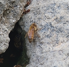 Apis mellifera