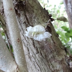 Parmentiera cereifera