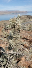 Artemisia rigida