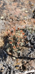 Eriogonum thymoides