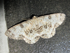 Ophthalmitis albosignaria