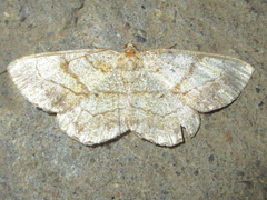 Polymixinia appositaria
