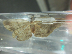 Polymixinia appositaria