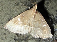 Cidariplura gladiata