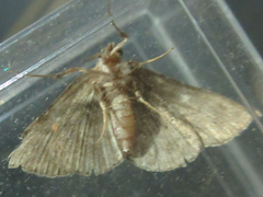 Cidariplura gladiata