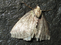 Dindica virescens