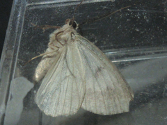 Dindica virescens