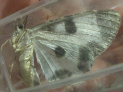 Ophthalmitis albosignaria