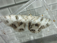 Ophthalmitis albosignaria