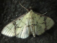 Goniorhynchus butyrosa