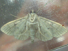 Goniorhynchus butyrosa