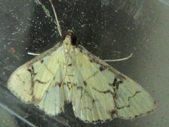 Goniorhynchus butyrosa