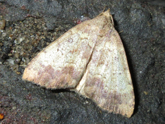 Scedopla diffusa