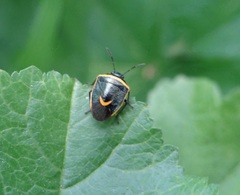 Cosmopepla decorata
