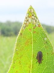Microrhopala vittata