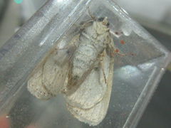 Sphragifera sigillata