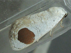 Sphragifera sigillata