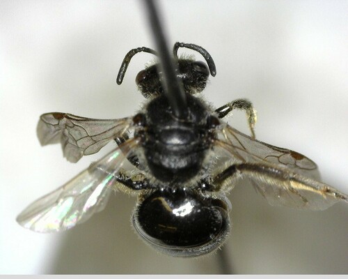 iNaturalist observation photo of Hemihalictus