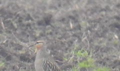 Oreopholus ruficollis