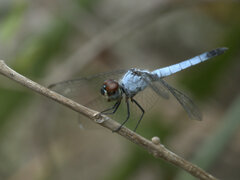 Brachydiplax denticauda