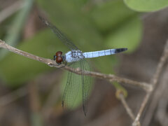 Brachydiplax denticauda
