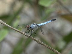 Brachydiplax denticauda