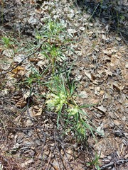 Persicaria angustifolia