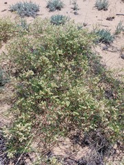 Persicaria angustifolia