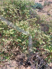 Persicaria angustifolia