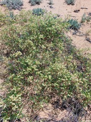 Persicaria angustifolia
