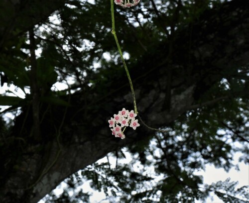Hoya diversifolia, photograph 5