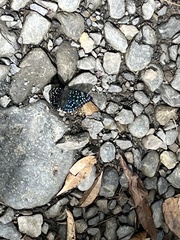 Dichorragia nesimachus formosanus