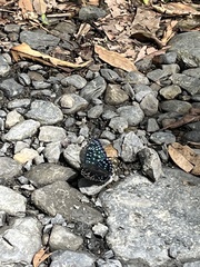 Dichorragia nesimachus formosanus