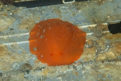 Doriopsilla carneola