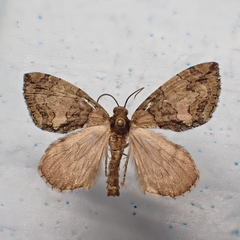 Hydriomena pluviata