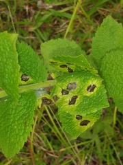 Pseudomonas cichorii