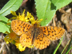 Boloria epithore