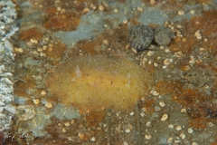 Sclerodoris trenberthi