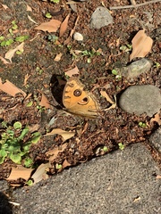 Junonia almana