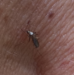 Aedes scapularis