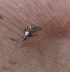 Aedes scapularis