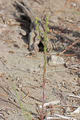 Lappula occidentalis occidentalis