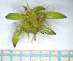 Lappula occidentalis occidentalis