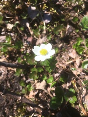 Anemone parviflora