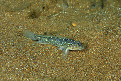 Coryphopterus glaucofraenum