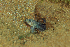 Coryphopterus venezuelae