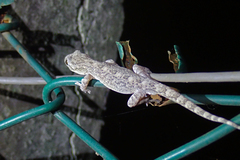 Gekko hokouensis
