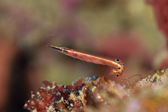 Lucayablennius zingaro