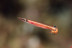 Lucayablennius zingaro