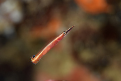 Lucayablennius zingaro